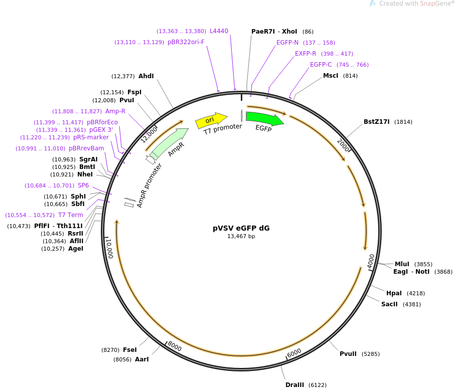 pVSV eGFP dG质粒图谱